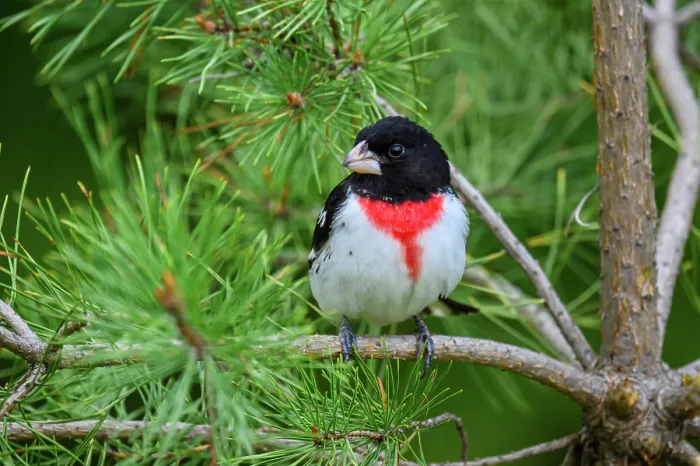 Framed Print : Rose-breasted grosbeak (Pheucticus ludovicianus), Greater Sudbury, Ontario, Canada