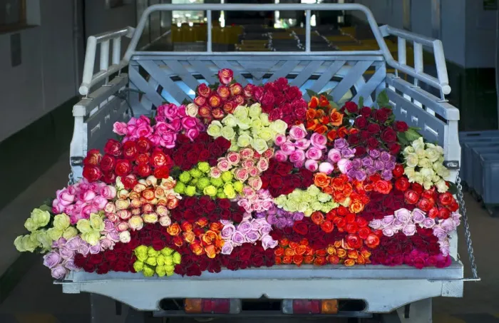 Framed Print : Rose Farm, Truckload of Picked Mixed Roses Ready For Shipment To The United States Framed Print : Rose Farm, Truckload of Picked Mixed Roses Ready For Shipment To The United States