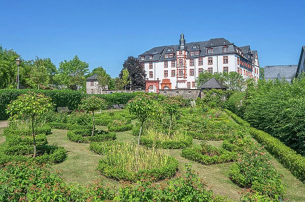 Rose garden in front of the Idstein Castle, Residenzschloss, Idstein, Taunus, Hesse, Germany