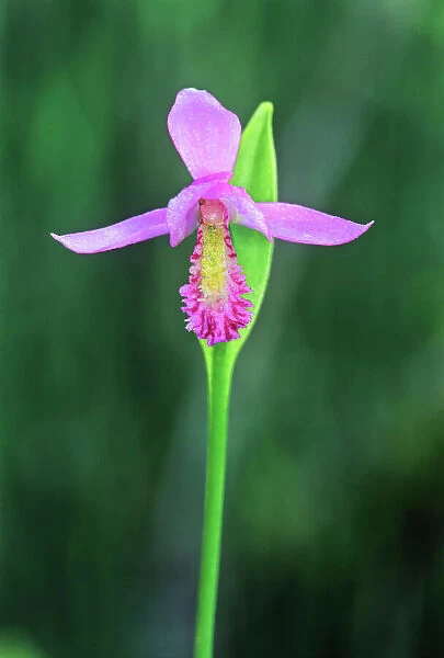 Rose Pogonia (Pogonia ophioglossoides) orchid near Gull Lake , Manitoba, Canada