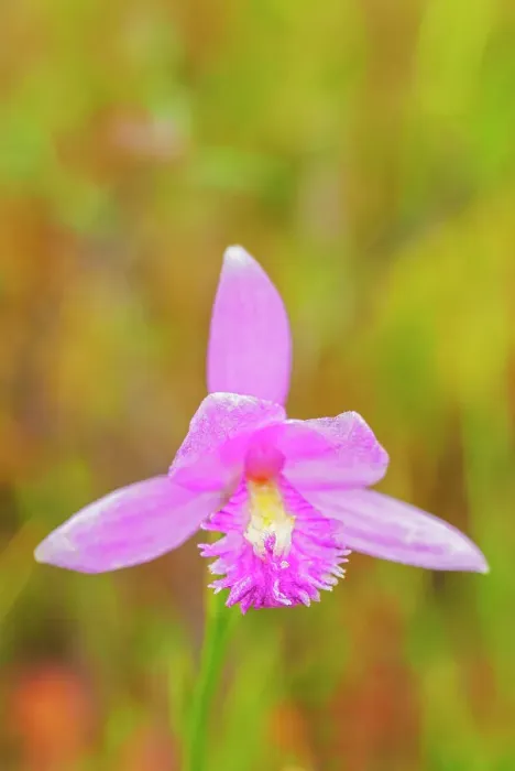 Framed Print : Rose Pogonia (Pogonia ophioglossoides), Muskoka, Ontario, Canada Framed Print : Rose Pogonia (Pogonia ophioglossoides), Muskoka, Ontario, Canada