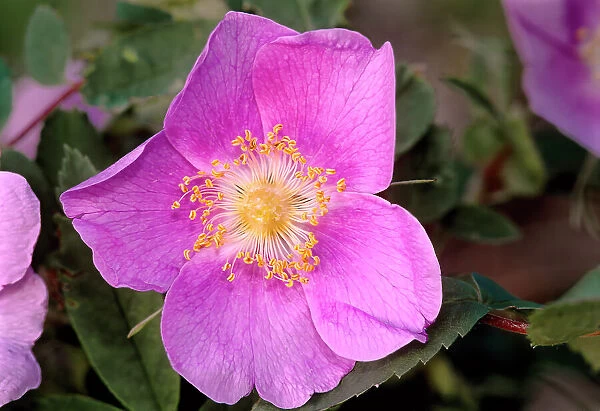 Rose (Rosa sp.) blossom Nopiming Provincal Park, Manitoba, Canada