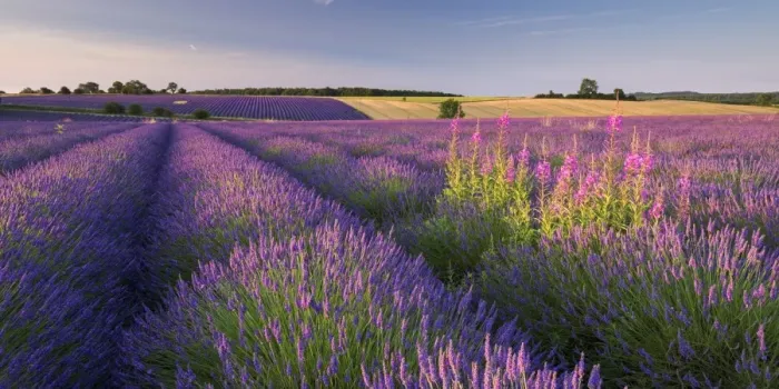 Framed Print : Rosebay Willowherb (Chamerion angustifolium) flowering in a field of lavender, Snowshill
