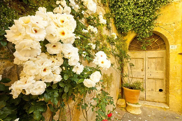 Roses & Courtyard Door, Lucignano d Asso, Tuscany, Italy