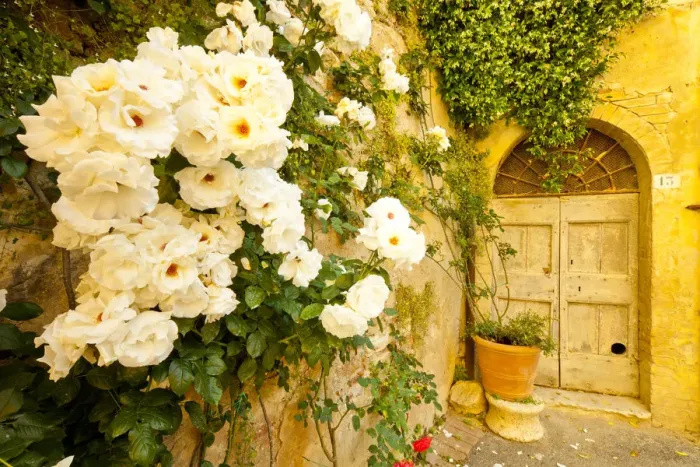 Framed Print : Roses & Courtyard Door, Lucignano d Asso, Tuscany, Italy Framed Print : Roses & Courtyard Door, Lucignano d Asso, Tuscany, Italy