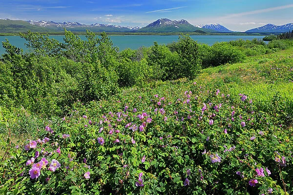 Roses along the Haines Road Haines Road north of Haines Junction Yukon Canada