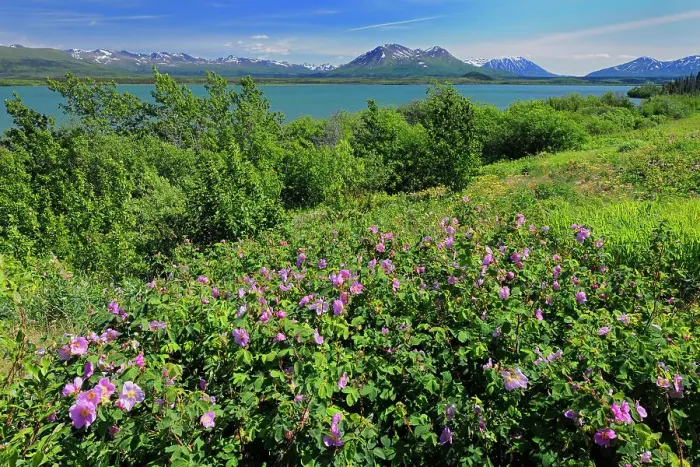 Framed Print : Roses along the Haines Road Haines Road north of Haines Junction Yukon Canada Framed Print : Roses along the Haines Road Haines Road north of Haines Junction Yukon Canada