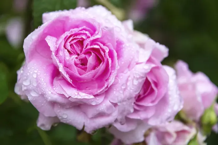 Framed Print : Roses in the Jephson Gardens, Leamington Spa, Warwickshire, England