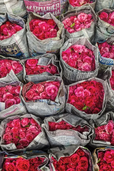 Framed Print : Roses for sale, flower market, nr Chinatown, Bangkok, Thailand Framed Print : Roses for sale, flower market, nr Chinatown, Bangkok, Thailand