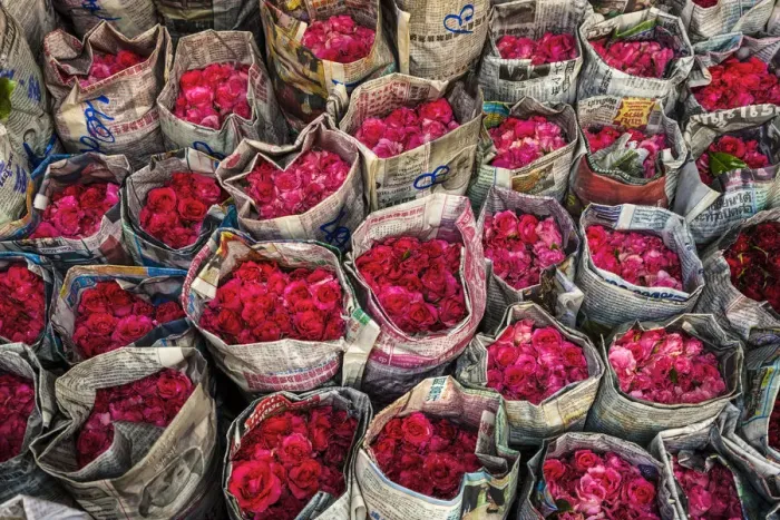 Framed Print : Roses for sale, flower market, nr Chinatown, Bangkok, Thailand Framed Print : Roses for sale, flower market, nr Chinatown, Bangkok, Thailand