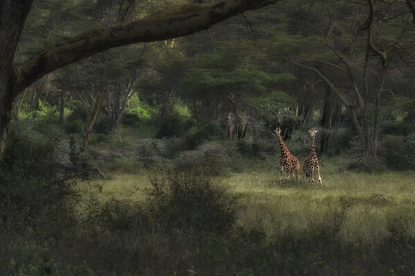 Rothschild giraffes (Giraffa camelopardalis rothschildi) in Lake Nakuru National Park