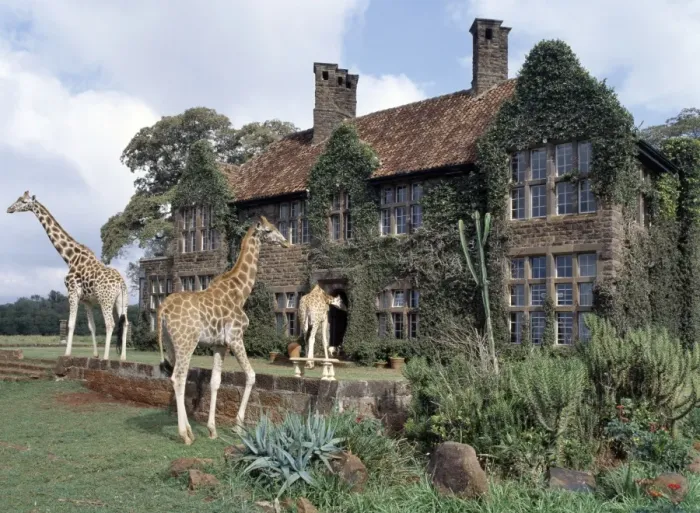 Framed Print : Rothschild giraffes at The Giraffe Manor on the outskirts of Nairobi Framed Print : Rothschild giraffes at The Giraffe Manor on the outskirts of Nairobi