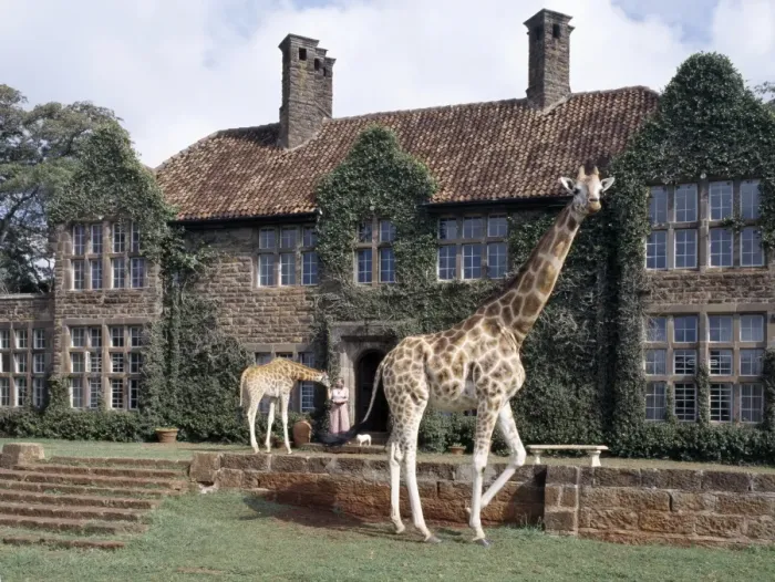 Framed Print : Rothschild giraffes at The Giraffe Manor on the outskirts of Nairobi