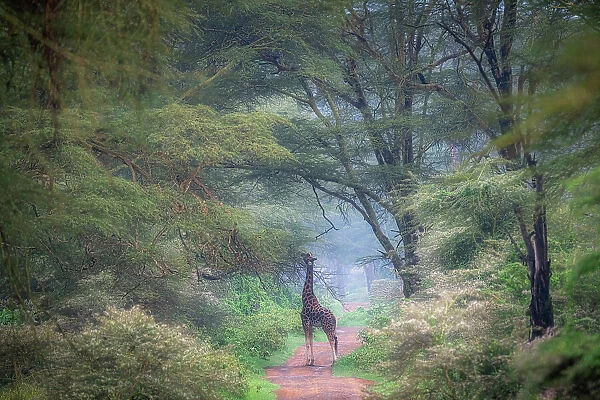 Rothschild's giraffe (Giraffa camelopardalis rothschildi) in Lake Nakuru National Park, Kenya