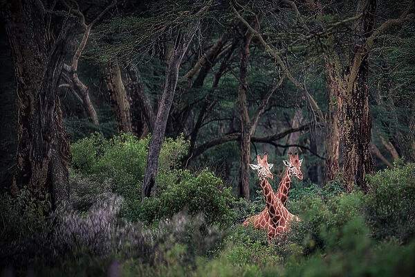 Rothschild's giraffe (Giraffa camelopardalis rothschildi) in Lake Nakuru National Park, Kenya