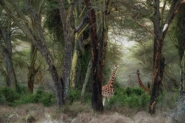 Framed Print : Rothschild's giraffe (Giraffa camelopardalis rothschildi), in the forest of Lake Nakuru National Park, Kenya Framed Print : Rothschild's giraffe (Giraffa camelopardalis rothschildi), in the forest of Lake Nakuru National Park, Kenya