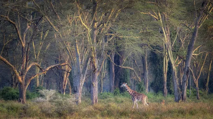 Framed Print : Rothschild's giraffe (Giraffa camelopardalis rothschildi) in Lake Nakuru National Park, Kenya