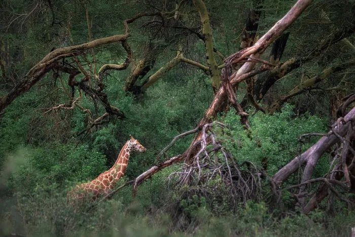 Framed Print : Rothschild's giraffe (Giraffa camelopardalis rothschildi) in Lake Nakuru National Park, Kenya Framed Print : Rothschild's giraffe (Giraffa camelopardalis rothschildi) in Lake Nakuru National Park, Kenya