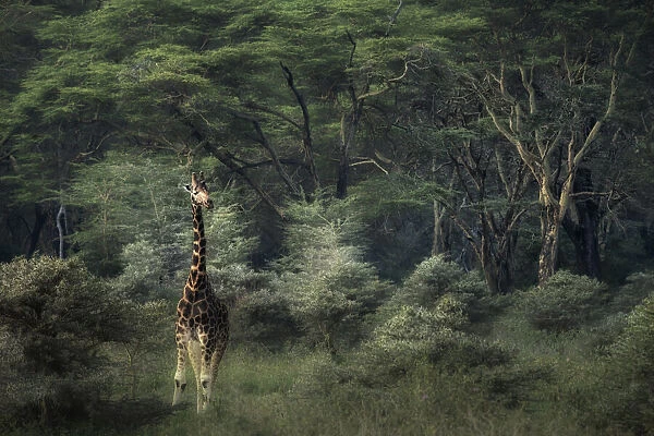 Rothschilds giraffe in Lake Nakuru National Park, Kenya
