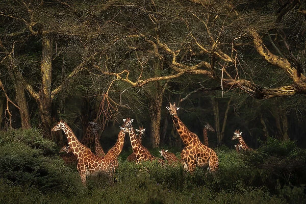 Rothschild's giraffes (Giraffa camelopardalis rothschildi), in the forest of Lake Nakuru National Park, Kenya