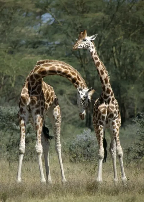 Framed Print : Rothschilds Giraffes necking Framed Print : Rothschilds Giraffes necking