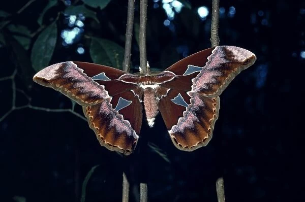 Rothschilds moth (Saturniidae Rothschidia) spreads its 8-inch (20cm) wingspan