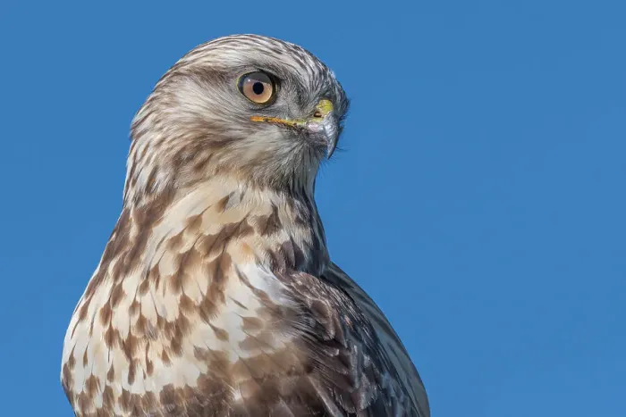 Framed Print : Rough-legged Hawk (Buteo lagopus), Toronto, Ontario, Canada Framed Print : Rough-legged Hawk (Buteo lagopus), Toronto, Ontario, Canada