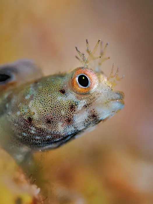 Framed Print : Roughhead Blenny (Acanthemblemaria aspera) female, Grand Cayman, Cayman Islands, British West Indies Framed Print : Roughhead Blenny (Acanthemblemaria aspera) female, Grand Cayman, Cayman Islands, British West Indies