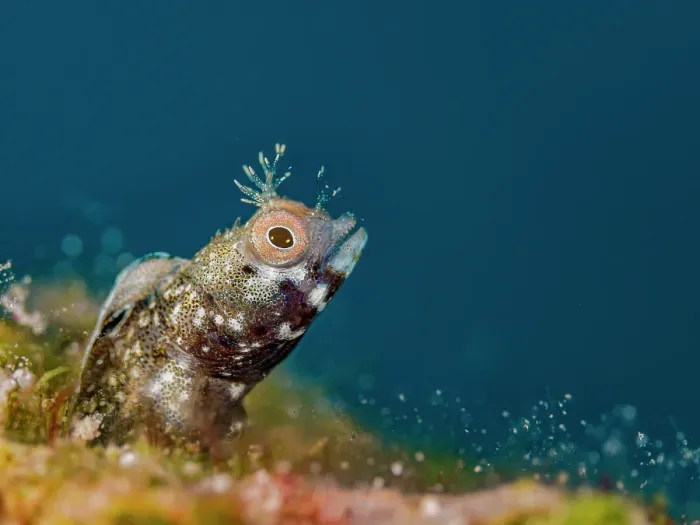 Framed Print : Roughhead Blenny (Acanthemblemaria aspera) male, Grand Cayman, Cayman Islands, British West Indies Framed Print : Roughhead Blenny (Acanthemblemaria aspera) male, Grand Cayman, Cayman Islands, British West Indies