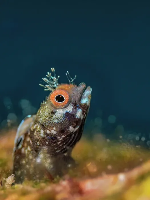 Framed Print : Roughhead Blenny (Acanthemblemaria aspera) male, Grand Cayman, Cayman Islands, British West Indies Framed Print : Roughhead Blenny (Acanthemblemaria aspera) male, Grand Cayman, Cayman Islands, British West Indies