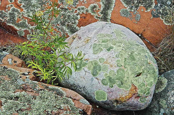 round boulder with lichens Killarney Provincial Park, Ontario, Canada