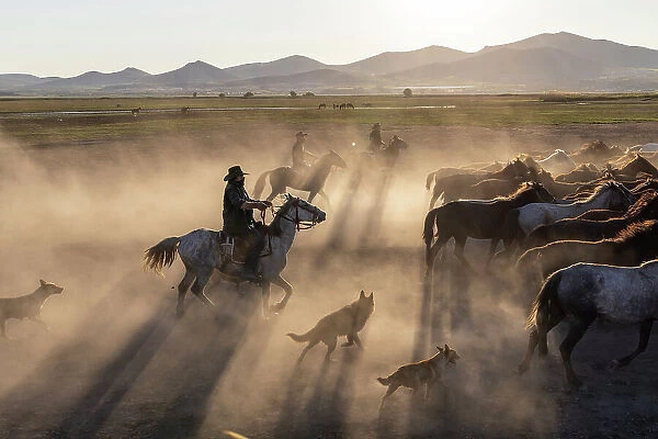 Rounding up Yilki horses, Cappadocia, Nevsehir Province, Central Anatolia, Turkey