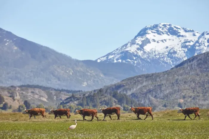 Framed Print : A row of cows and a flamingo in the Laguna Terraplen valley, Trevelin, Chubut, Patagonia, Argentina Framed Print : A row of cows and a flamingo in the Laguna Terraplen valley, Trevelin, Chubut, Patagonia, Argentina