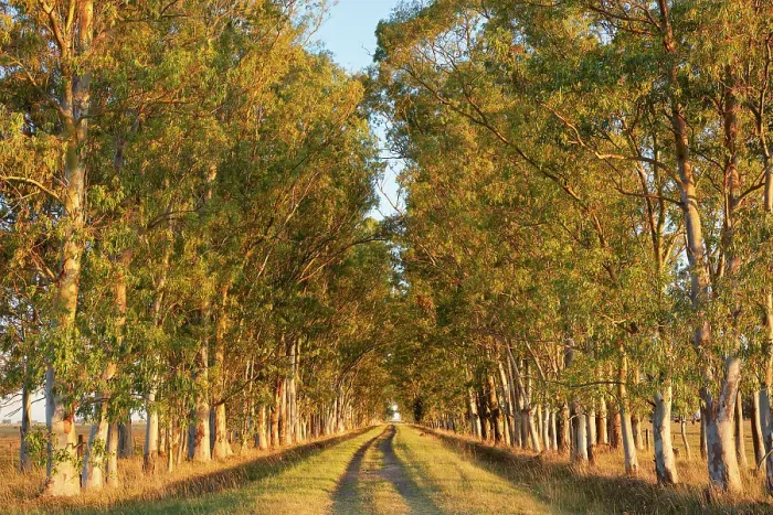 Framed Print : A row of eucalyptus trees at the entrance of an estancia in the Argentine pampas at sunset, Buenos Aires province, Argentina