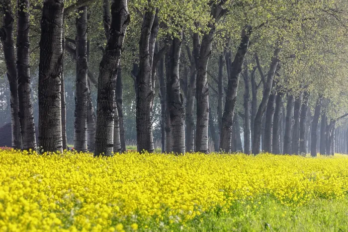 Framed Print : A row of trees and yellow flowers, North Holland, Netherlands