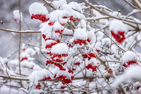 Rowan berries in the snow at Engenhahn im Taunus, Niedernhausen, Hesse, Germany