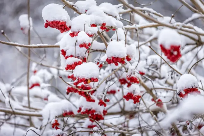 Framed Print : Rowan berries in the snow at Engenhahn im Taunus, Niedernhausen, Hesse, Germany Framed Print : Rowan berries in the snow at Engenhahn im Taunus, Niedernhausen, Hesse, Germany