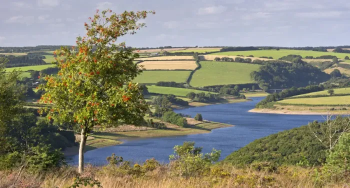 Framed Print : Rowan Tree on Haddon Hill, overlooking Wimbleball Lake, Exmoor, Somerset, England Framed Print : Rowan Tree on Haddon Hill, overlooking Wimbleball Lake, Exmoor, Somerset, England