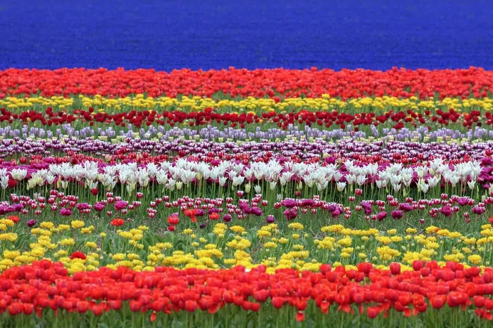 Framed Print : Rows of colourful tulips and hyacinths, Lisse, North Holland, Netherlands Framed Print : Rows of colourful tulips and hyacinths, Lisse, North Holland, Netherlands