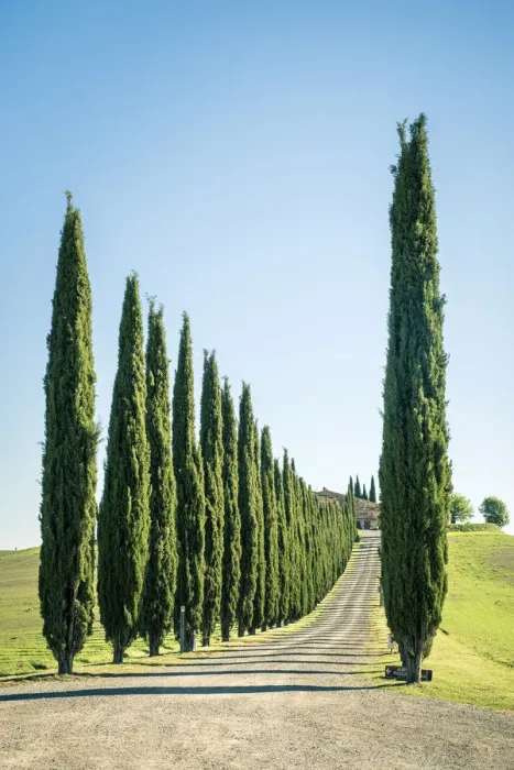 Framed Print : Rows of cyprus trees at Agritourismo Poggio Covili, Castiglione d Orcia, Val Framed Print : Rows of cyprus trees at Agritourismo Poggio Covili, Castiglione d Orcia, Val