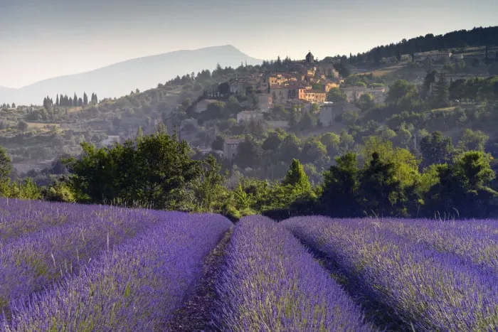 Framed Print : Rows of Lavender in front of mountain village Aurel, Vaucluse, Provence, Provence-Alpes-Cote d Azur, Alpes de Haute Provence, South France, France Framed Print : Rows of Lavender in front of mountain village Aurel, Vaucluse, Provence, Provence-Alpes-Cote d Azur, Alpes de Haute Provence, South France, France