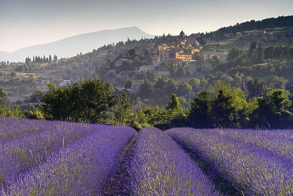 Rows of Lavender in front of mountain village Aurel, Vaucluse, Provence, Provence-Alpes-Cote d Azur, Alpes de Haute Provence, South France, France