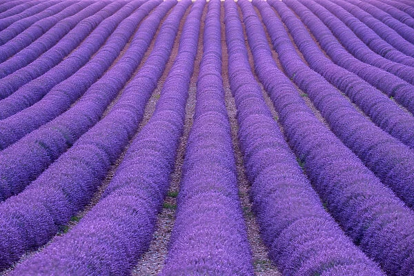 Rows of purple lavender in height of bloom in early July in a field on the Plateau