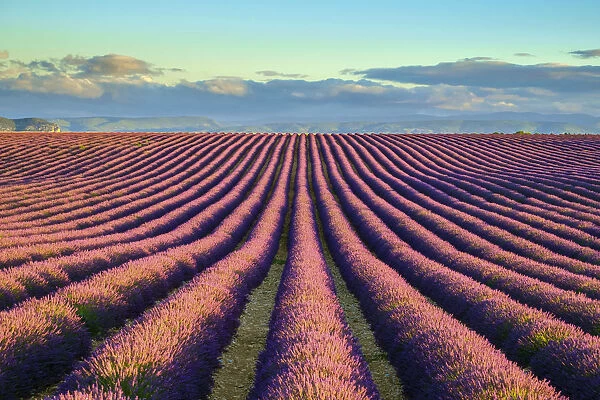 Rows of purple lavender in height of bloom in early July in a field on the Plateau