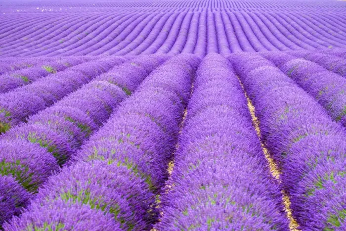 Framed Print : Rows of purple lavender in height of bloom in early July in a field on the Plateau Framed Print : Rows of purple lavender in height of bloom in early July in a field on the Plateau