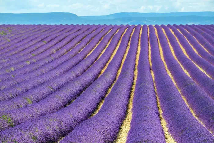 Framed Print : Rows of purple lavender in height of bloom in early July in a field on the Plateau