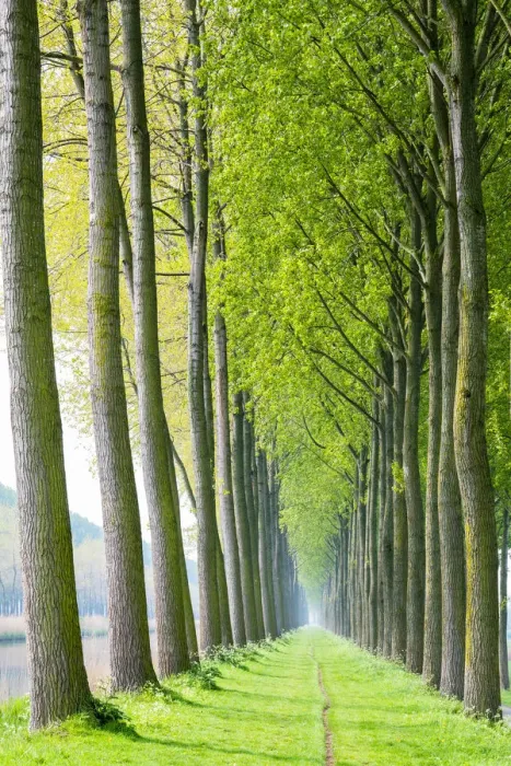 Framed Print : Rows of trees along a canal in spring, Damme, West Flanders, Belgium Framed Print : Rows of trees along a canal in spring, Damme, West Flanders, Belgium