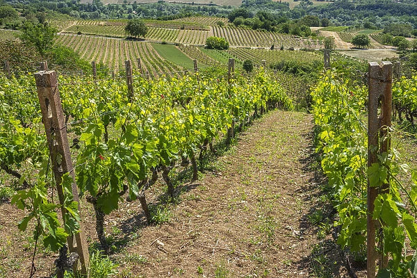Rows of vines with a red tractor in the middle of the countryside. Abruzzo, Italy