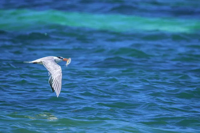 Framed Print : Royal tern (Thalasseus maximus) hunting, Barefoot Beach, Grand Cayman- East End, Cayman Islands Framed Print : Royal tern (Thalasseus maximus) hunting, Barefoot Beach, Grand Cayman- East End, Cayman Islands