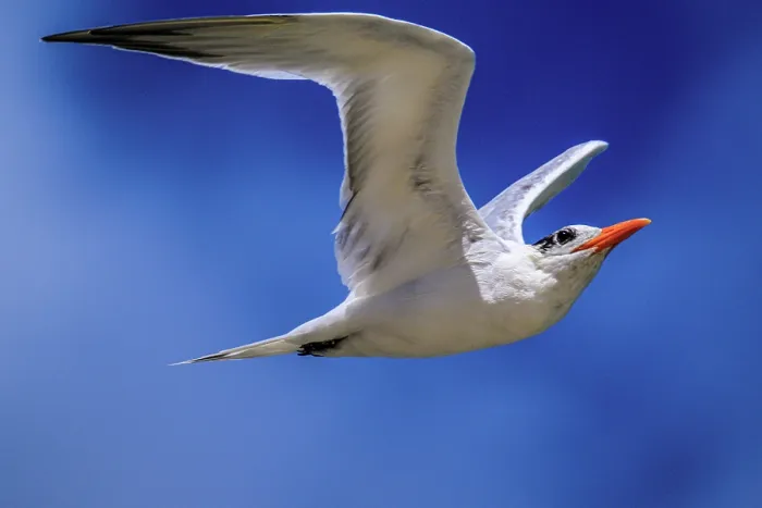 Framed Print : Royal tern (Thalasseus maximus) hunting, Grand Cayman- Barefoot Beach, East End, Grand Cayman, Cayman Islands Framed Print : Royal tern (Thalasseus maximus) hunting, Grand Cayman- Barefoot Beach, East End, Grand Cayman, Cayman Islands